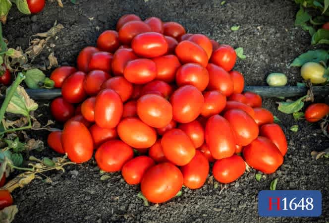 H1648 | HeinzSeed | Products - Heinz®