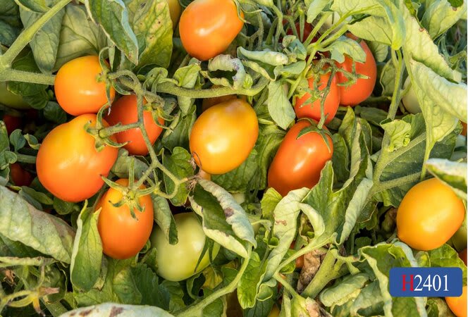 H2401 | HeinzSeed | Products - Heinz®
