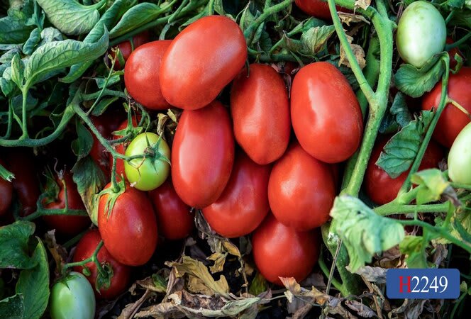 tomatoさん専用 Hybrid F1 Tomato Seeds Pink Round Indeterminate Tomato Seeds