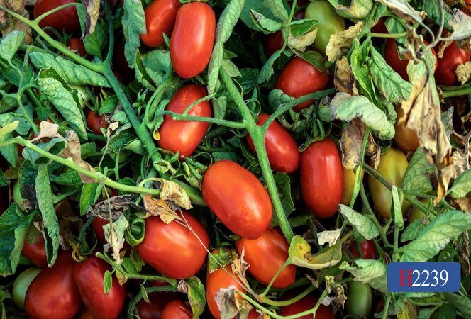 H2239 | HeinzSeed | United States | Products - Heinz®
