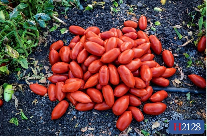 H2128 | HeinzSeed | Products - Heinz®
