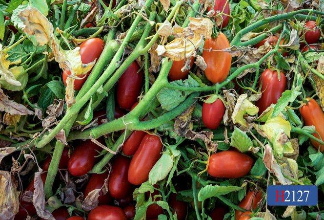 Fritz 12 スペイン版 H2127 | HeinzSeed | United States | Products - Heinz®