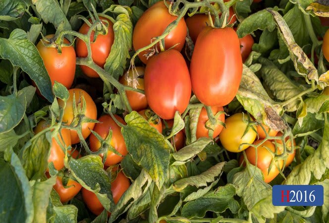★TAMATO★ H2016 | HeinzSeed | United States | Products - Heinz®