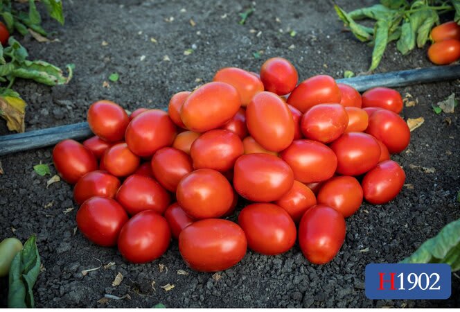 H1902 | HeinzSeed | United States | Products - Heinz®
