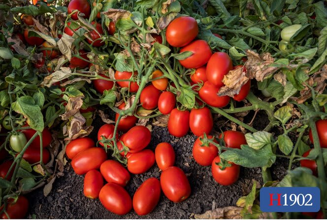 Tomato  New Yorker Tomato Seeds - Early Slicer Variety - Short