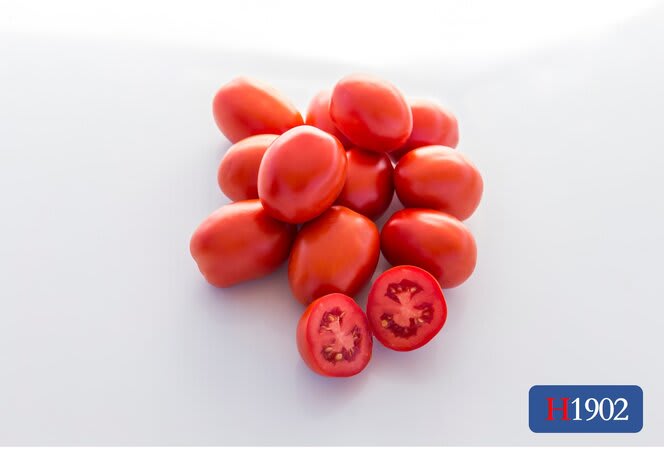 H1902 | HeinzSeed | United States | Products - Heinz®