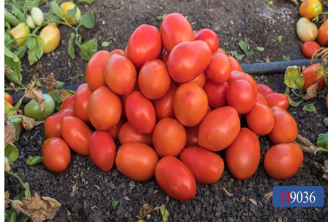 H9036 | HeinzSeed | United States | Products - Heinz®