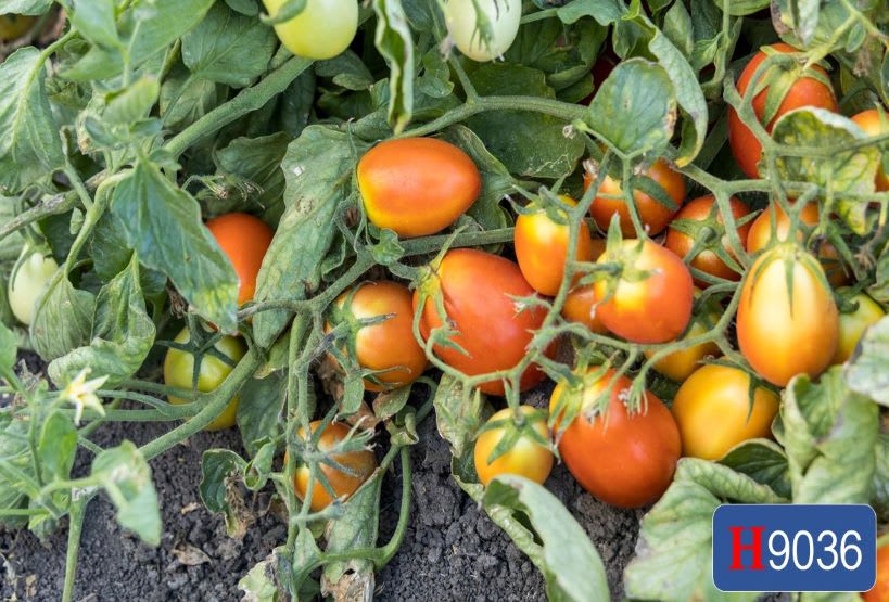 Tomato H9036 | HeinzSeed | United States | Products - Heinz®