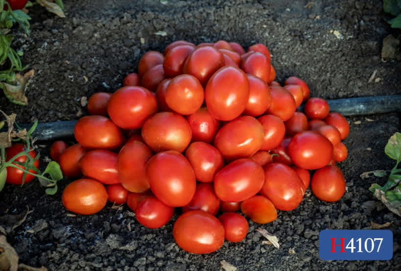 H4107 | HeinzSeed | United States | Products - Heinz®