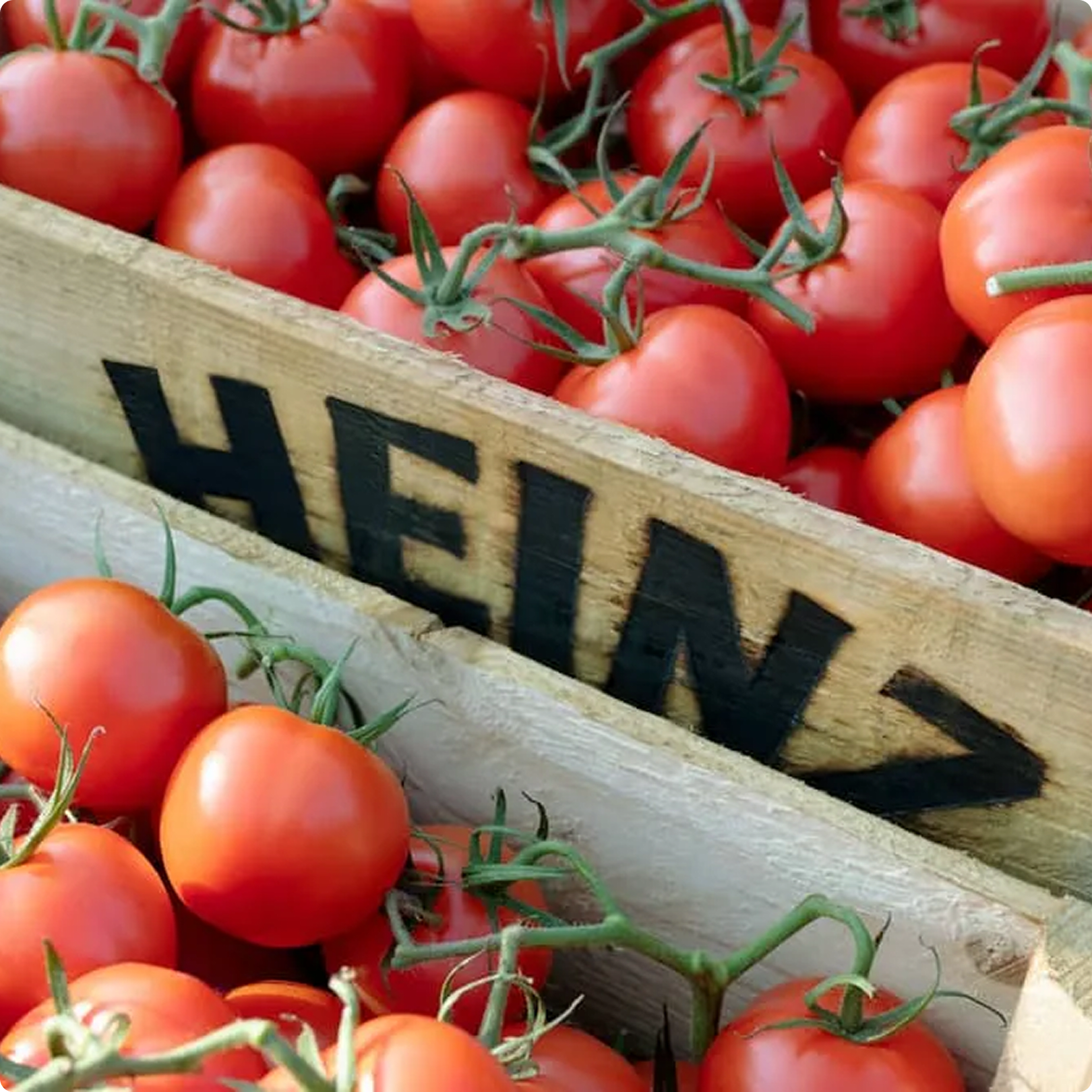 Sustainability: Future Proofing Our Tomatoes - Heinz® | Heinz