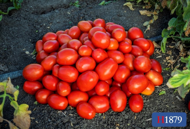 その他 Tomato H1879 | HeinzSeed | United States | Products - Heinz®
