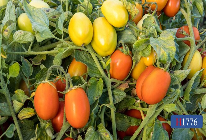 Giant Garden Paste F1 Hybrid Tomato Seeds - 300 Mg Packet