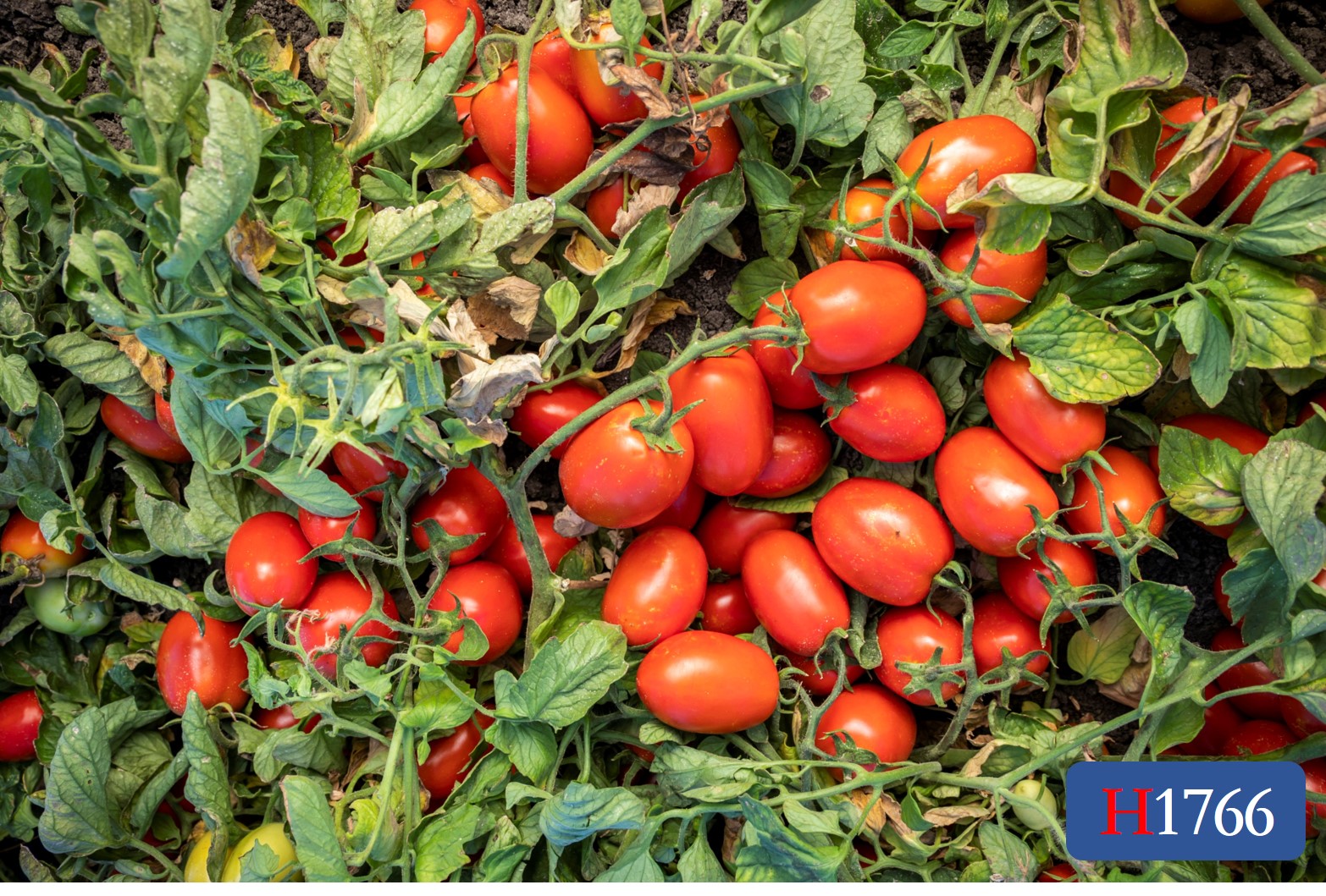 tomato H1766 | HeinzSeed | Products - Heinz®