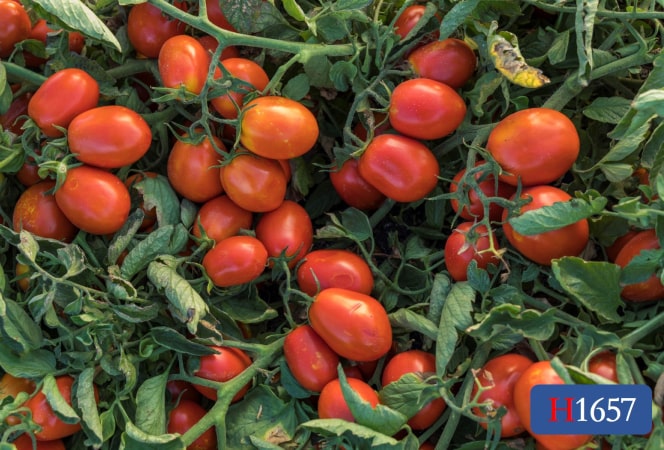 H1657 VHL® | HeinzSeed | United States | Products - Heinz®