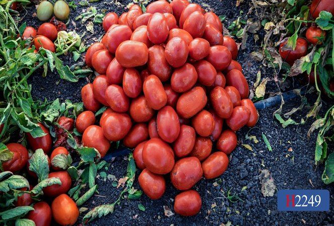 2025年最新】Yahoo!オークション -tomatosの中古品・新品・未