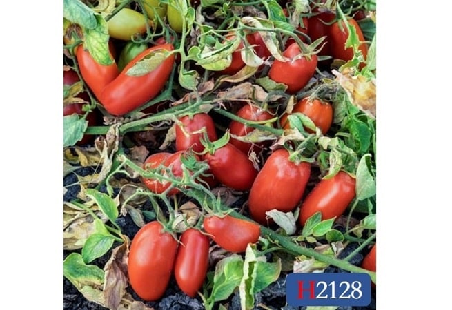 H2128 | HeinzSeed | United States | Products - Heinz®