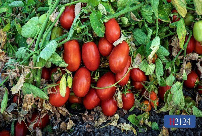Fritz 12 スペイン版 H2124 | HeinzSeed | United States | Products - Heinz®