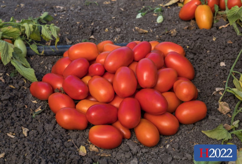 tomato Zarnitza Heirloom Organic Tomato Seeds | TomatoFest