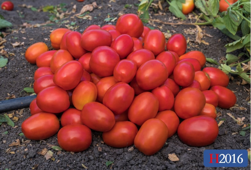★TAMATO★ H2016 | HeinzSeed | United States | Products - Heinz®