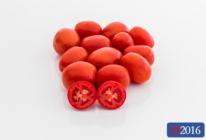 ★TAMATO★ H2016 | HeinzSeed | United States | Products - Heinz®