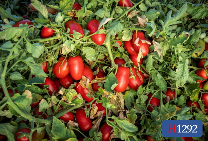 ★TAMATO★ H2016 | HeinzSeed | United States | Products - Heinz®
