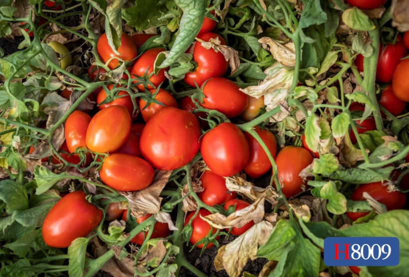 H8009 | HeinzSeed | Products - Heinz®