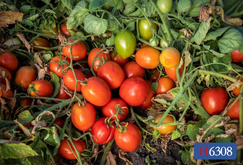 tomato  3007.jpg