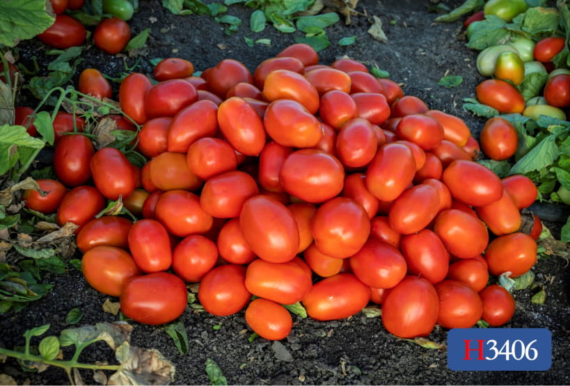 tomato 71ZigCZ+SnL._AC_SY200_QL15_.jpg