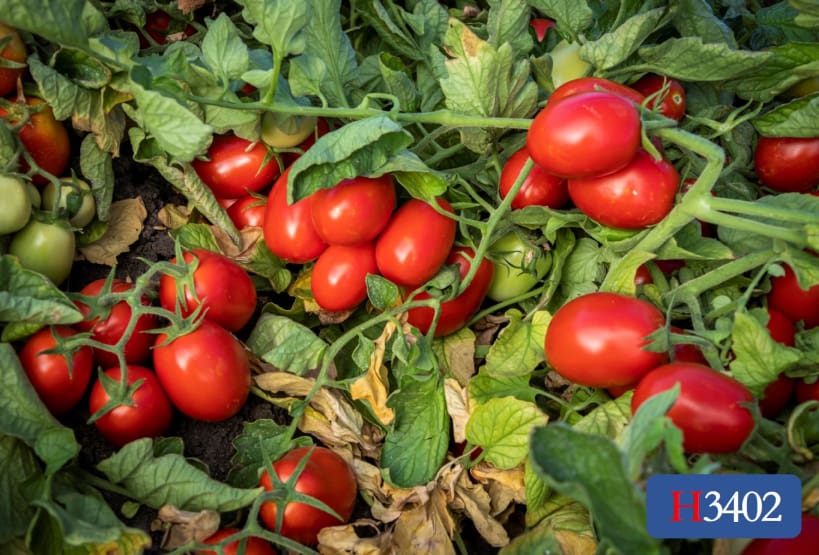 H3402 | HeinzSeed | United States | Products - Heinz®